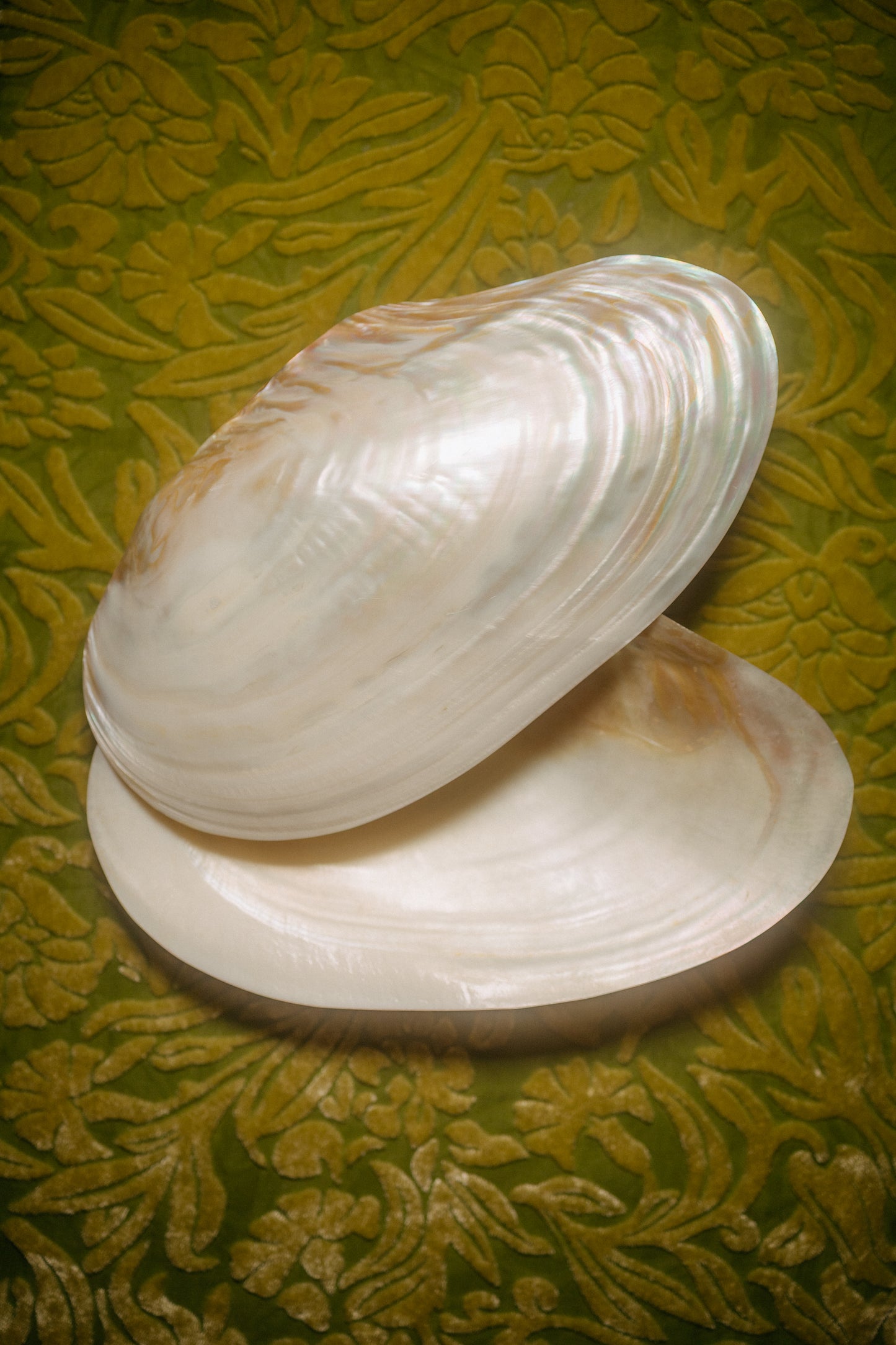 Polished Natural Clamshell Vanity Catch-All