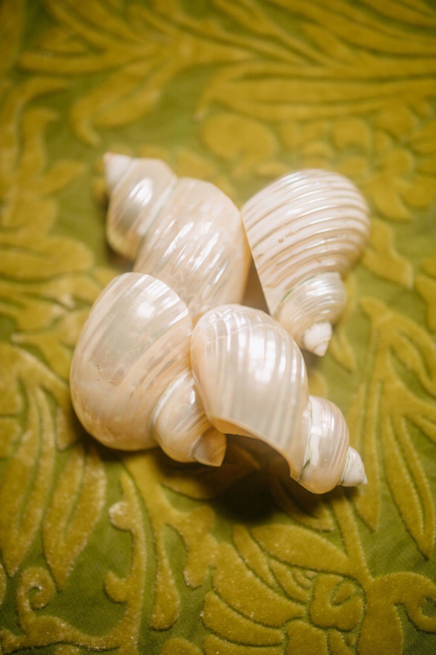 Set of Four Shell Napkin Rings